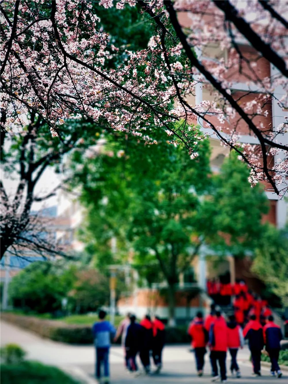 校園風(fēng)采新照，展現(xiàn)青春風(fēng)采的照片集錦