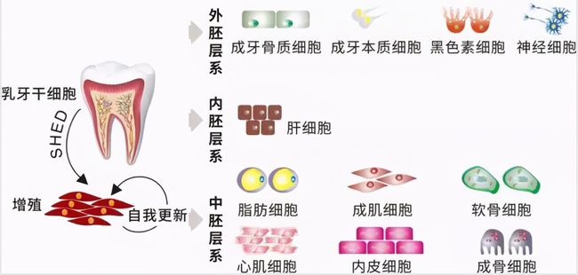牙齒再生前沿技術，重塑微笑的秘密武器探索