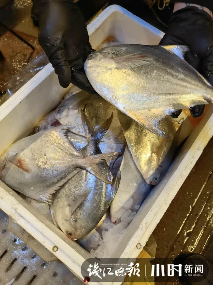 帶魚行情，一場海鮮盛宴的溫馨之旅