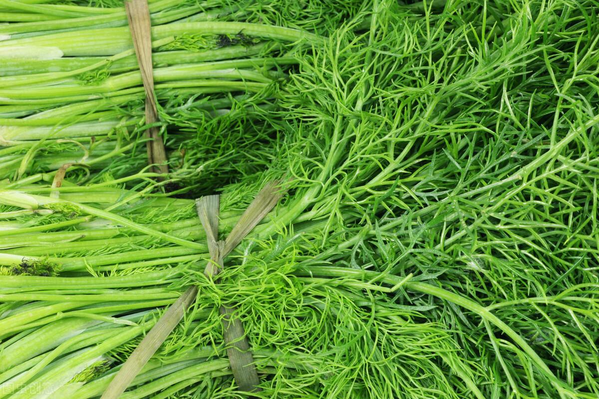 茴香價格動態(tài)，香氣變化與你的關(guān)聯(lián)