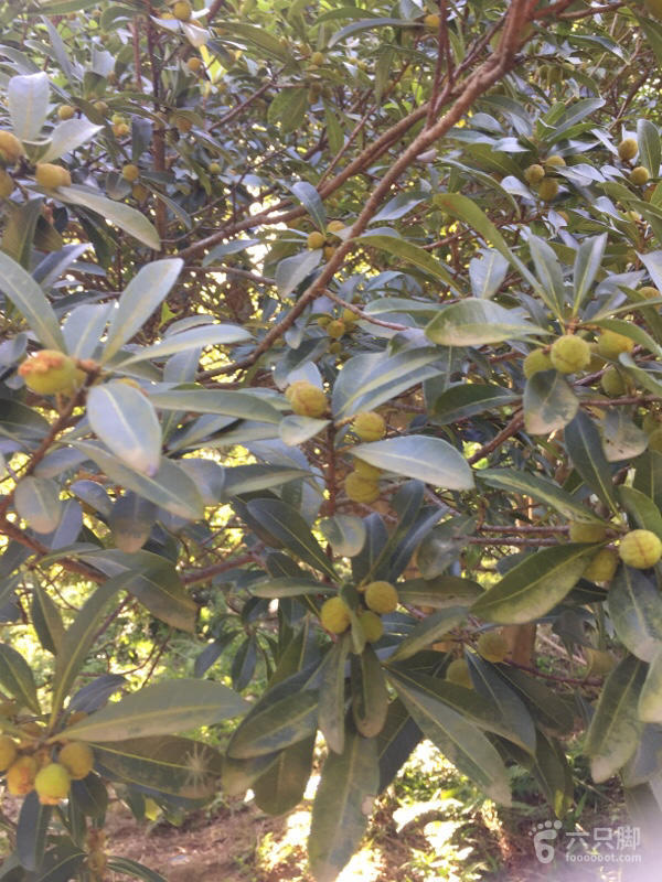 橫河大山搬遷最新動(dòng)態(tài)，力量重塑與未來(lái)希望