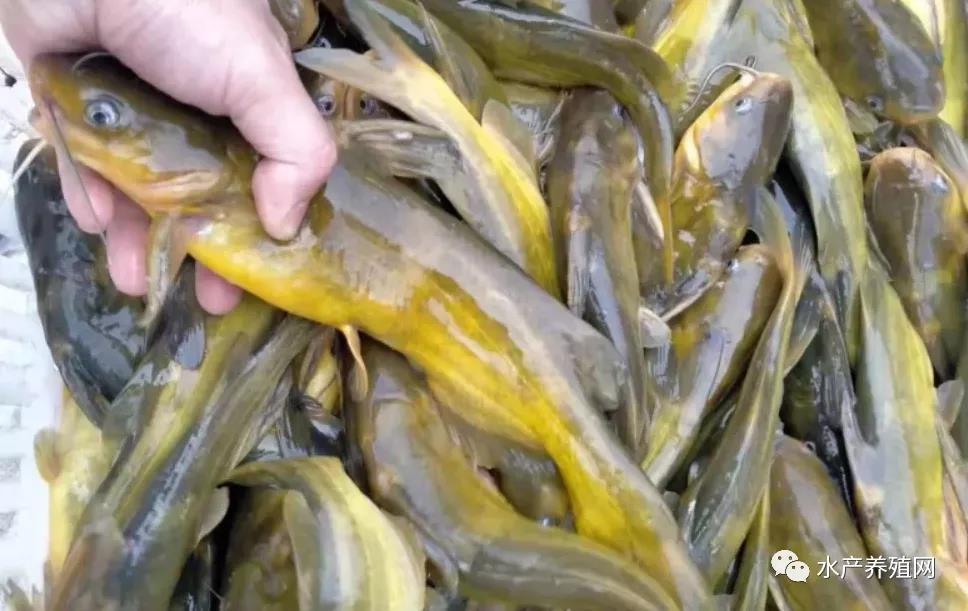 鮰魚(yú)價(jià)格變遷背后的故事，行情變化中的自信與成就感探尋