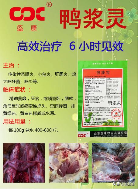 現(xiàn)在鴨苗行情詳解，選購、養(yǎng)殖與盈利的全方位指南