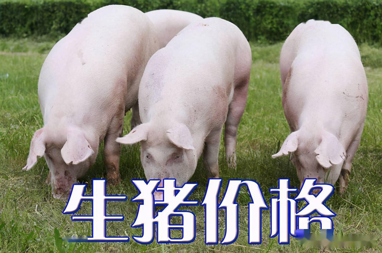 濰坊今日生豬價格探索，一場綠色之旅尋找內心平靜
