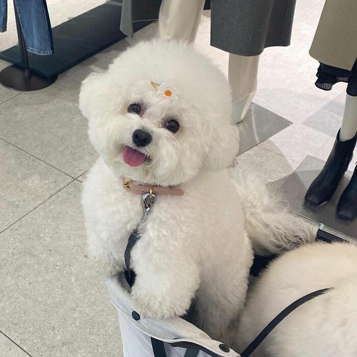 小巷中的寵物奇緣，比熊犬的價格探秘