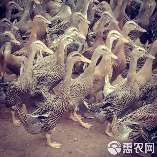 燈飾燈具 第124頁