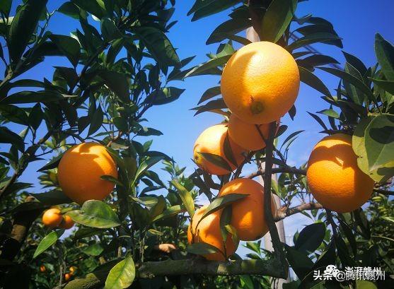 贛州上市公司，閃耀未來，共創(chuàng)繁榮時代！