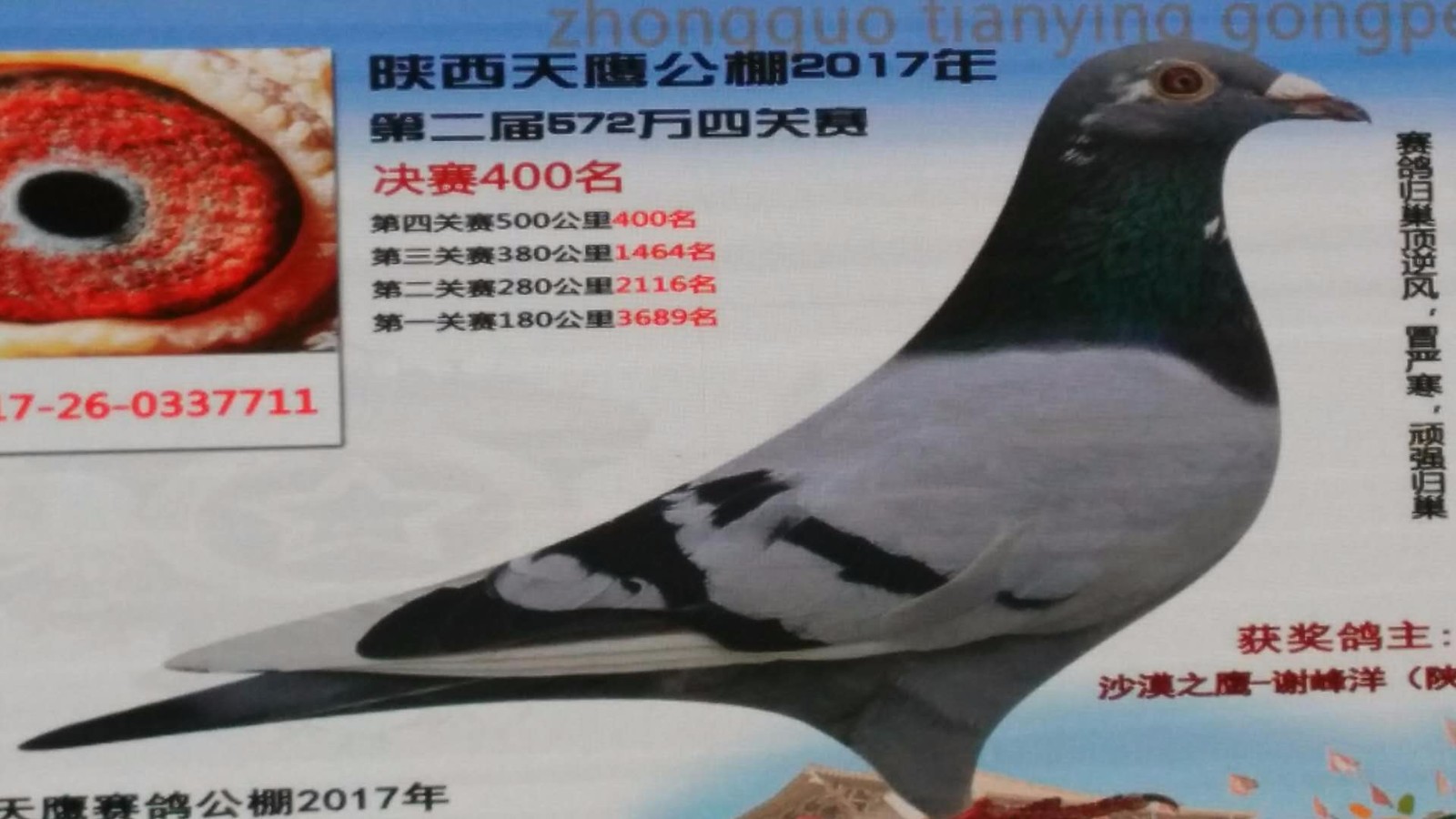 天鷹公棚歷程回顧，最新消息鑄就輝煌篇章