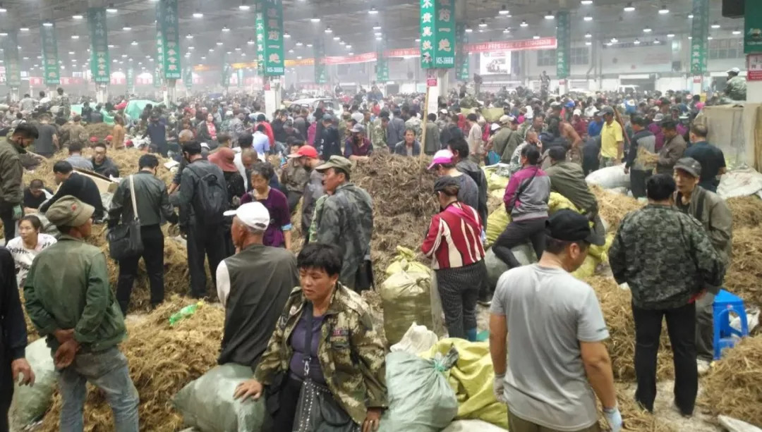萬良人參市場最新動態(tài)揭秘，日常奇遇與溫情紐帶