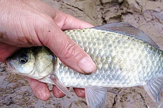 高科技智能魚探設(shè)備引領(lǐng)海洋探索新時代，最新魚訊速遞