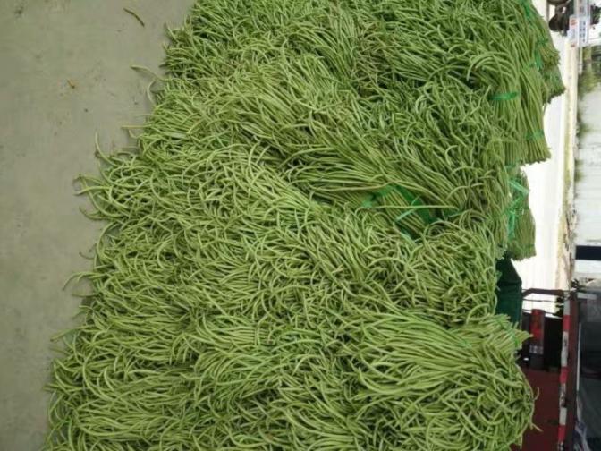 合浦豆角最新價格指南，獲取與比較豆角價格的方法及最新價格更新通知