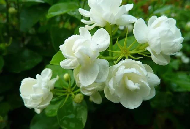 花香滿園最新章節(jié)獲取攻略，輕松閱讀新書章節(jié)的步驟