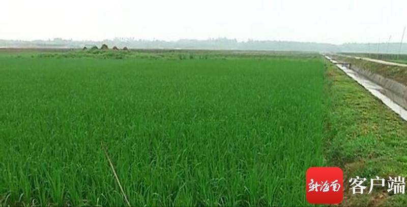 澄邁最新動(dòng)態(tài)，自然美景探索之旅，尋覓內(nèi)心平和與寧?kù)o的旅程
