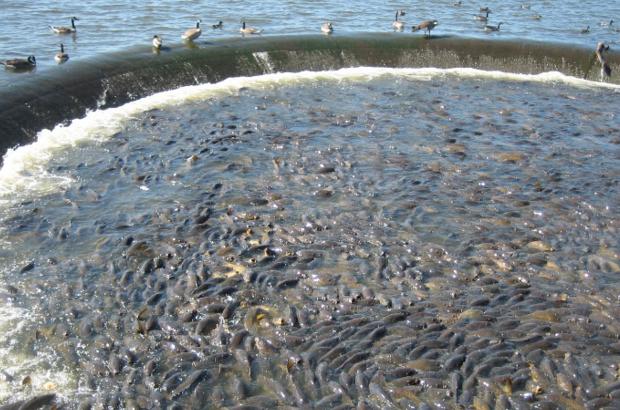 美國(guó)鯉魚成災(zāi)背后秘密揭秘，鯉魚泛濫與小巷獨(dú)特小店的故事