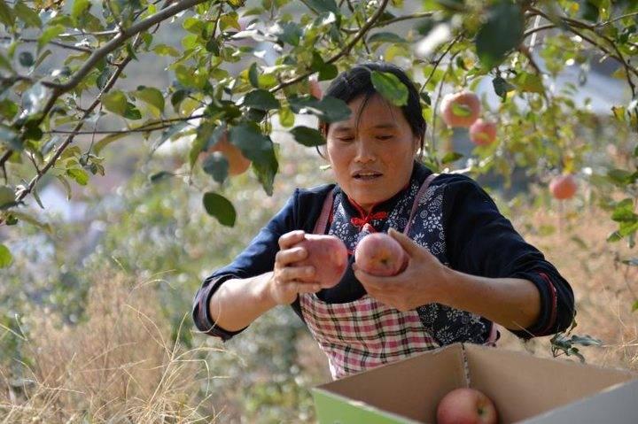 沂源蘋果最新價(jià)格，綠色之旅帶來內(nèi)心的平靜