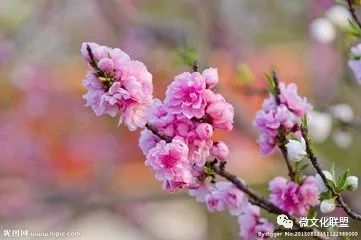 科技巔峰之作桃花開啟未來生活新紀(jì)元，最新章節(jié)預(yù)覽