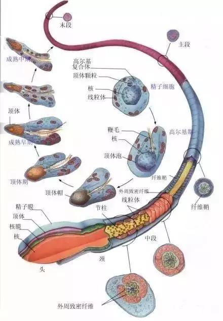 窩精子最新，小巷中的秘密風(fēng)味探索