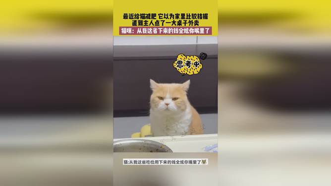 省貓任務(wù)輕松完成指南，最新技能學習與任務(wù)執(zhí)行詳細步驟