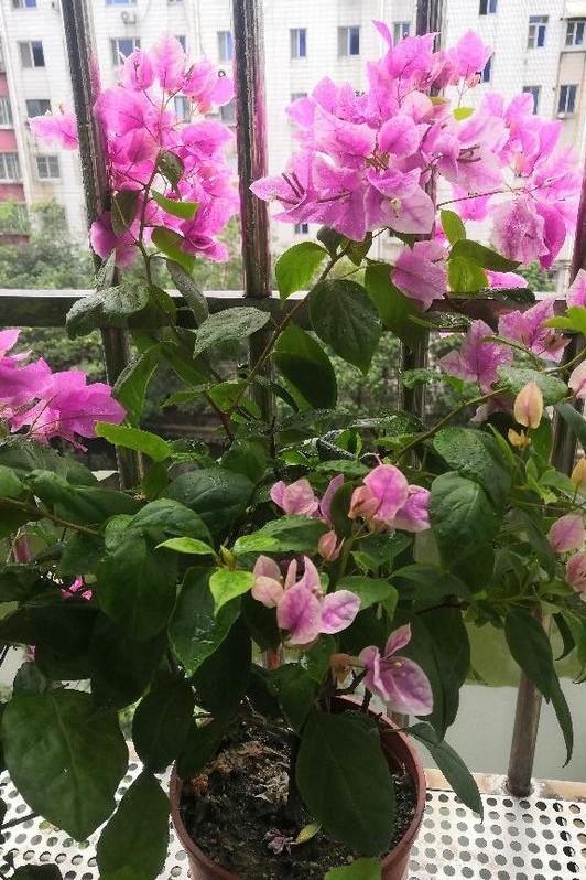 小巷深處的獨(dú)特花語(yǔ)，最新殘花之美
