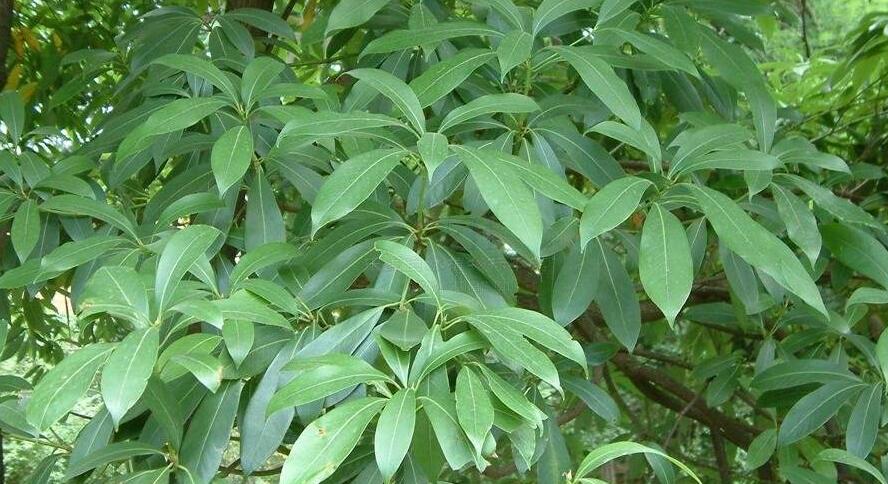 南山楠最新，自然美景的輕松探索之旅