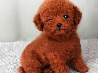 最新小鹿犬，趣事不斷，傳遞溫馨友誼與愛的小使者
