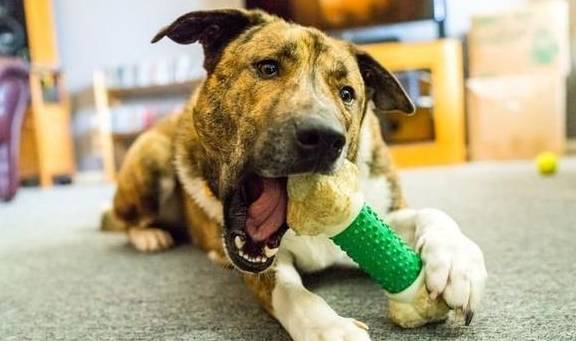 犬類智慧與人類勵(lì)志，最新狗狗新聞聚焦