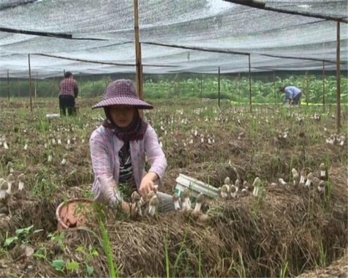 食用菌最新讀音及其背景、發(fā)展與地位概述